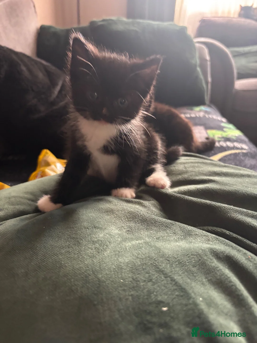Mixed Breed cats for sale: 2 adorable tuxedo sisters  - Advert 2
