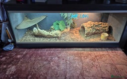 Dragon reptiles for sale: Bearded Dragon Lizard - Image 7