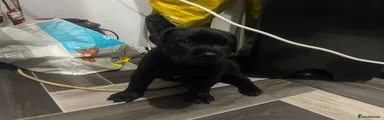 Presa Canario 2