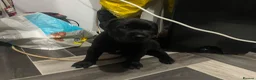 Presa Canario dogs for sale: Beautiful lil girls in Birmingham - Advert 6