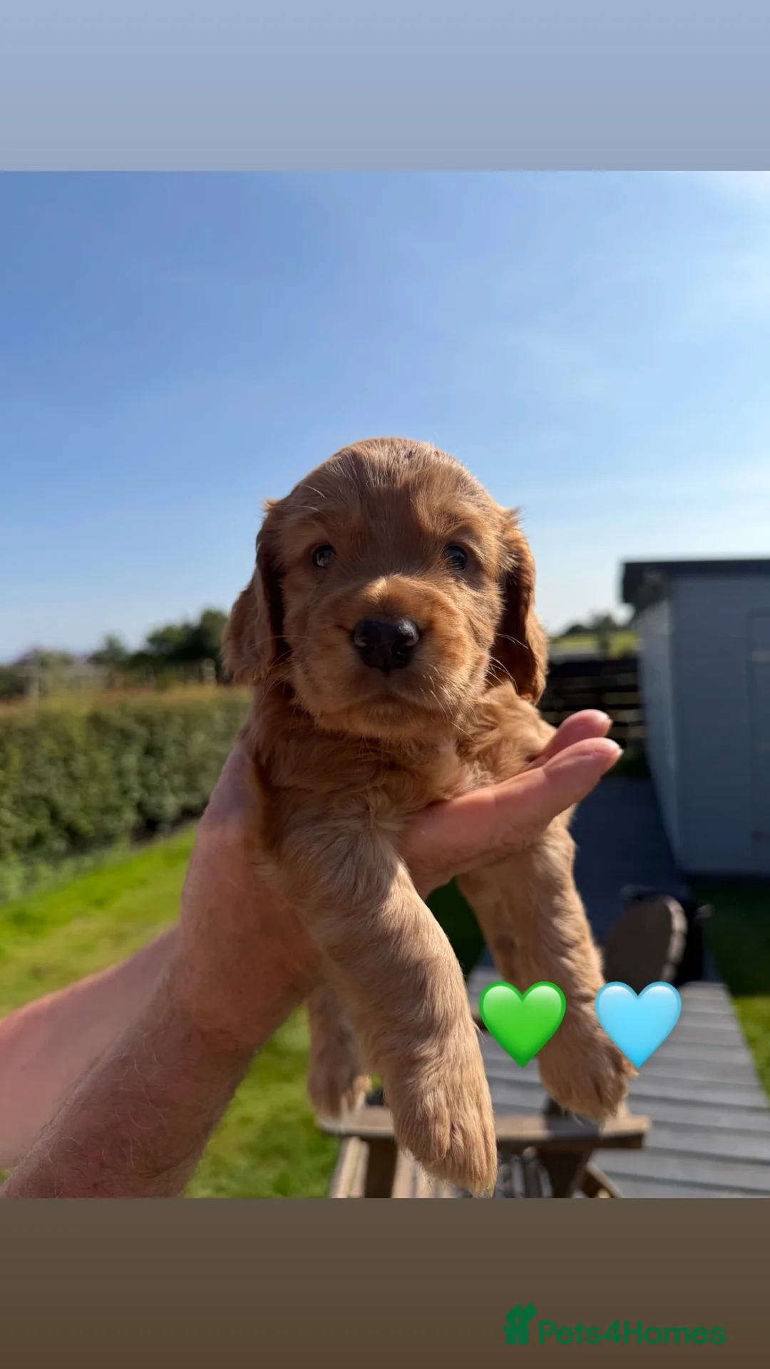 Cocker Spaniel dogs for sale: Golden KC registered cocker spaniel puppies - Advert 1