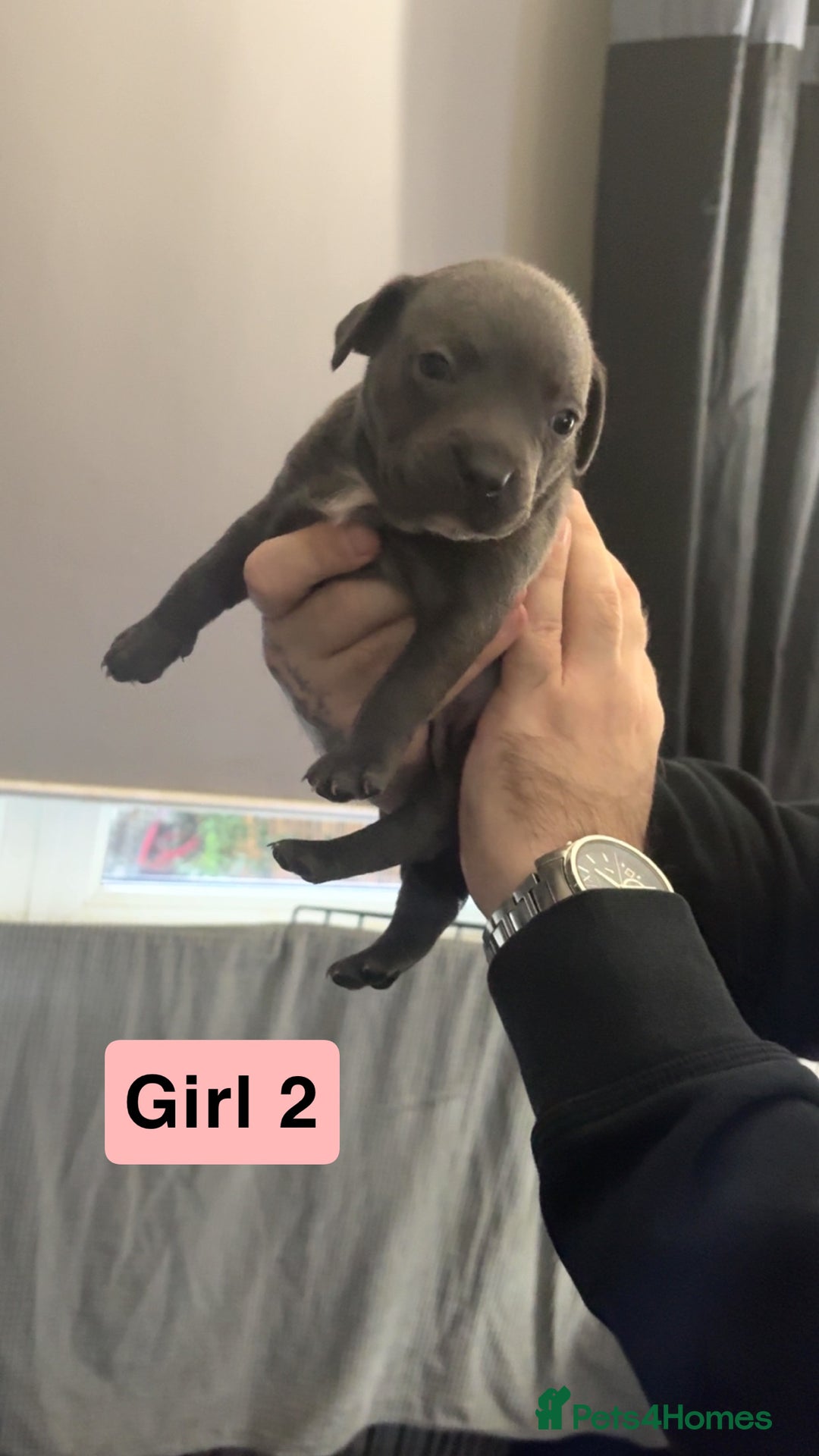 Staffordshire Bull Terrier dogs for sale: Staffy pups for sale  - Advert 4