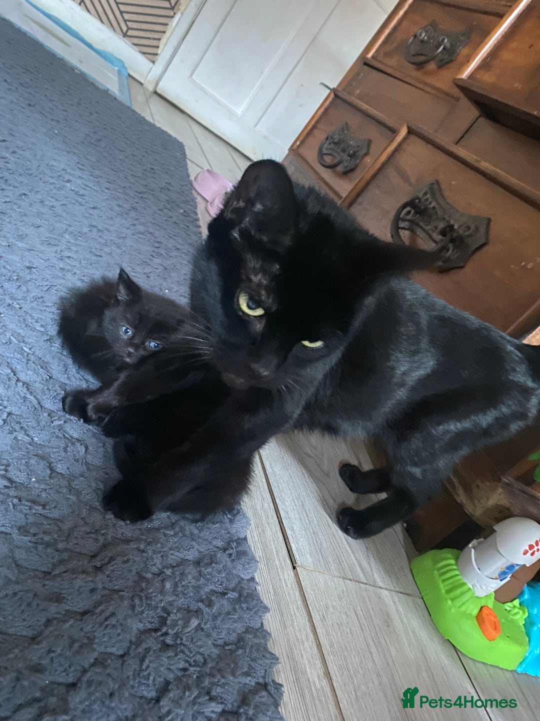 Mixed Breed cats for sale: 3 all black boy kittens READY NOW! - Advert 5