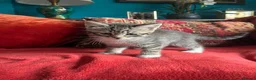 Pixie Bob cats for sale: Pixie Bob kittens - Polydactyl and non polydactyl - Advert 3