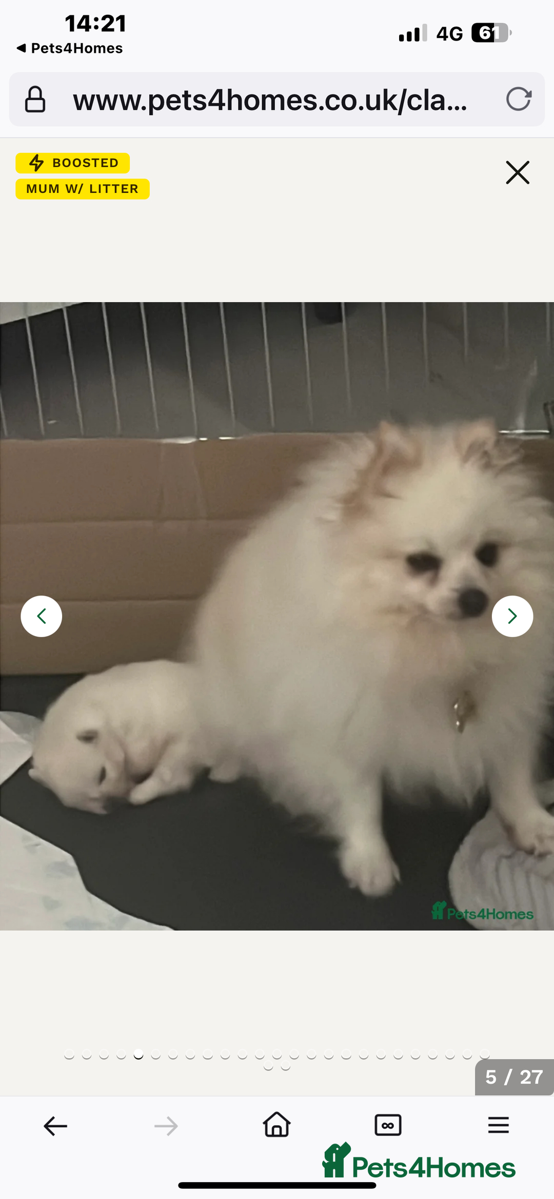 Pomeranian dogs for sale: Beautiful boy Pomeranian - Image 12