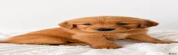 Golden Retriever dogs for sale: 8 gorgeous Golden Retriever puppies  - Advert 11