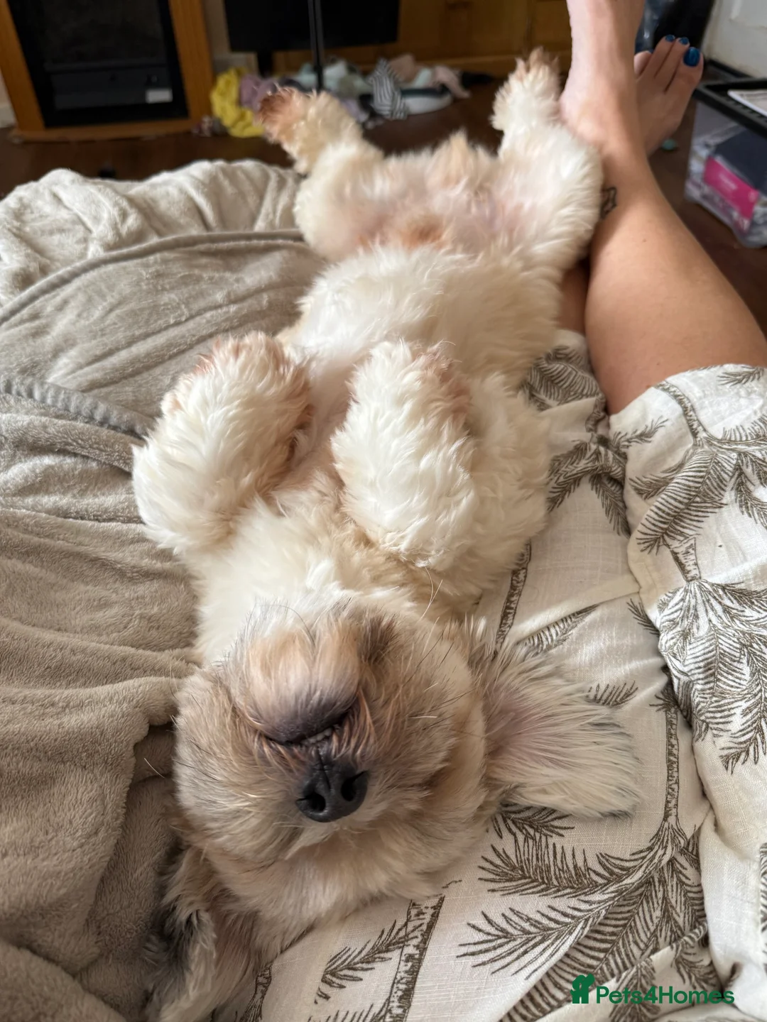 Lhasa Apso dogs for stud: KC registered experienced Champagne boy for stud in Chelmsford - Advert 14