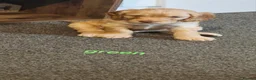 Cockapoo dogs for sale: Beautiful Cockapoo Puppies🐾 - Advert 19
