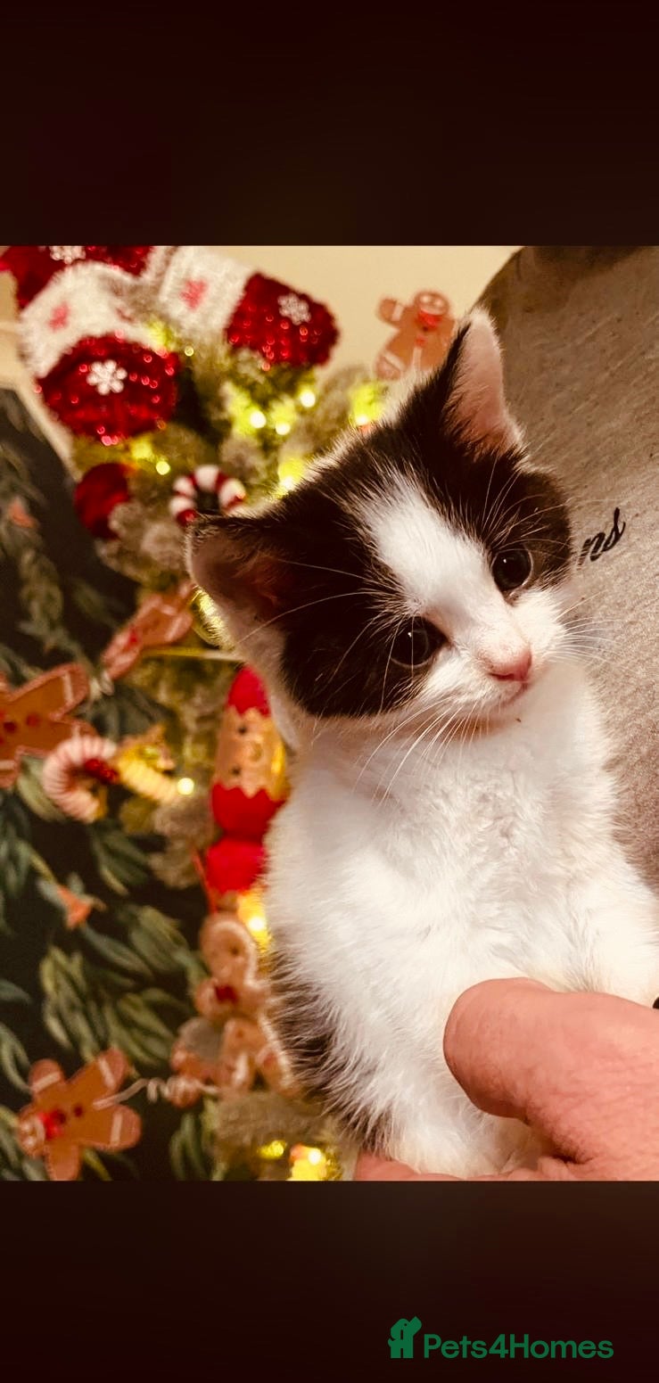 Mixed Breed cats Beautiful 12 Week Old Kitten - Advert 2