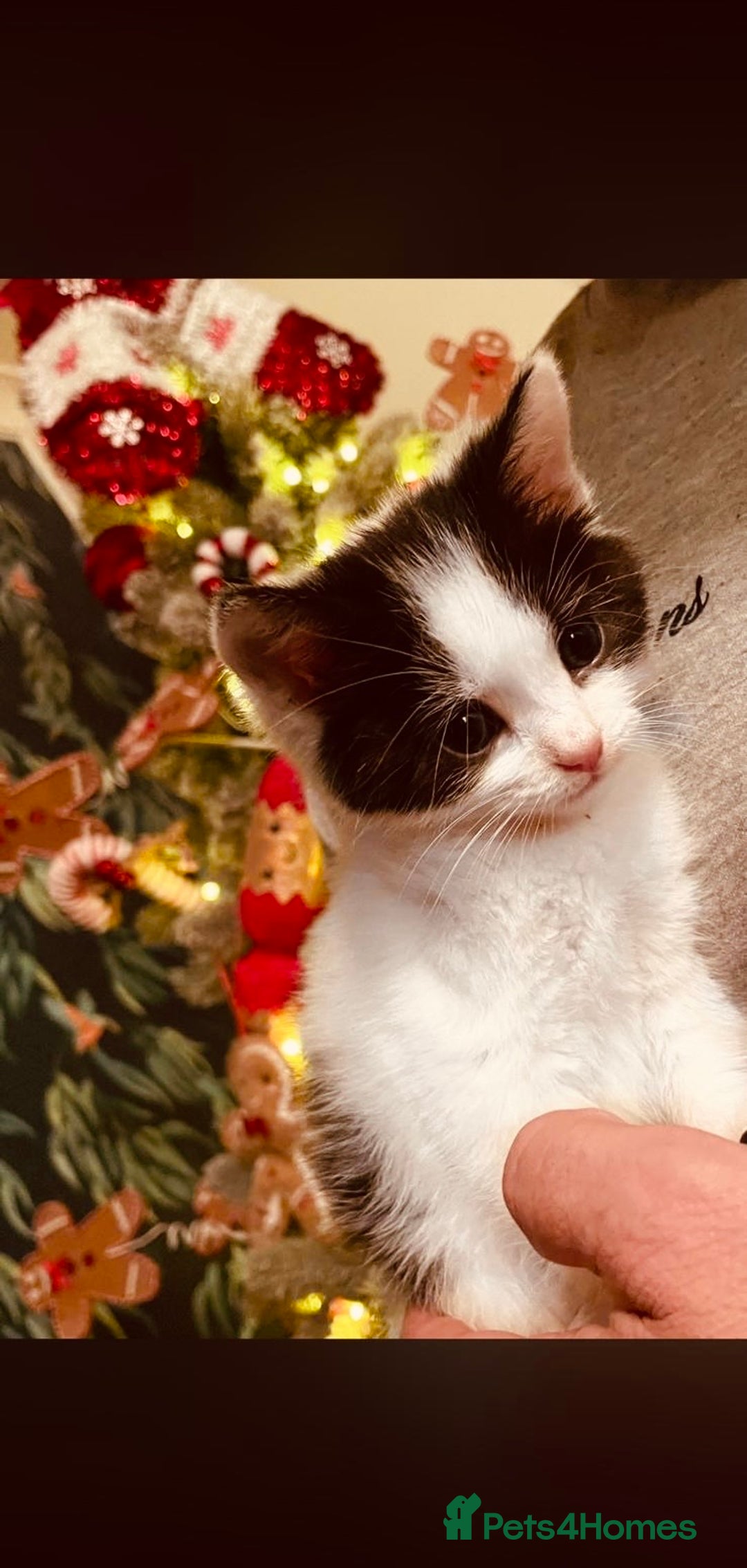 Mixed Breed cats for sale: Beautiful 12 Week Old Kitten - Advert 1