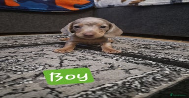Miniature Dachshund dogs - Advert 9