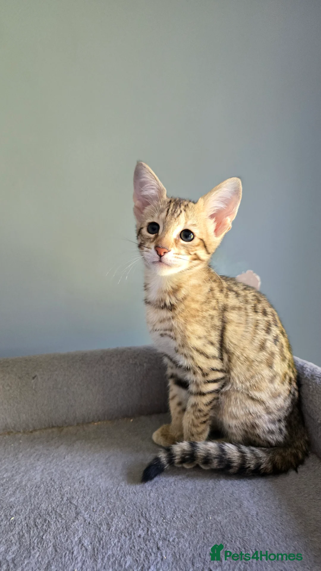 Savannah cats for sale: F3c Savannah kittens  - Advert 2