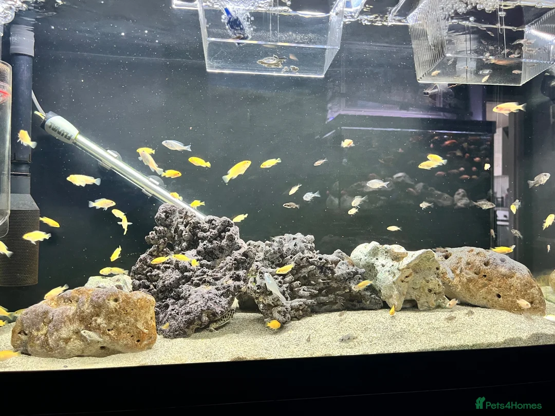 Cichlids fish for sale: Yellow lab cichlids mbuna Kenya and red shoulder  - Advert 2