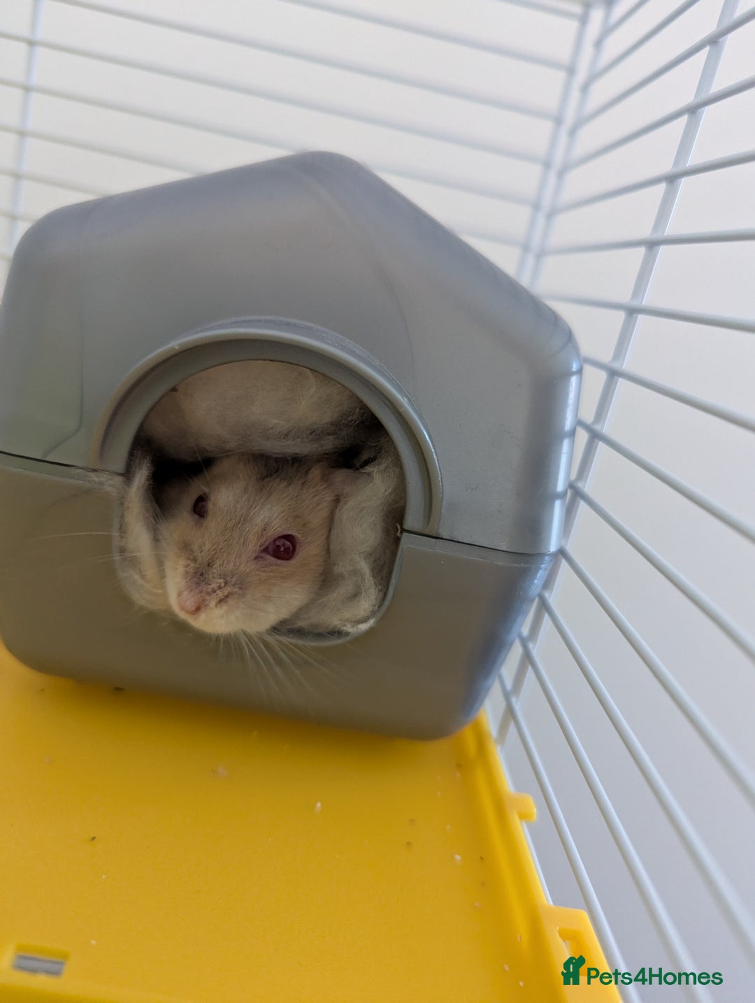 Hamster rodents for sale: Dwarf Hamster  - Image 6