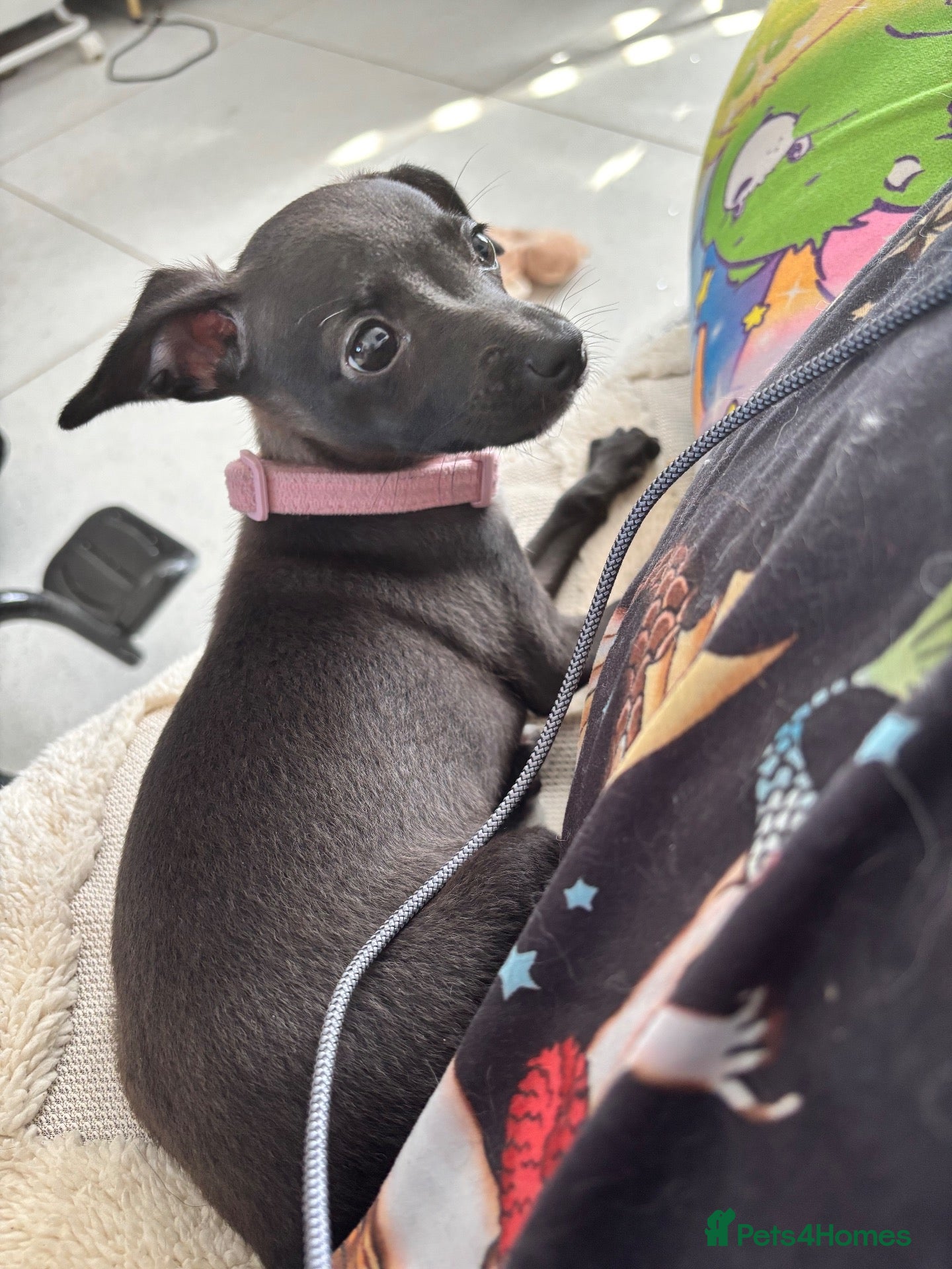 Mixed Breed dogs Italian Greyhound x Pap girl ready to go! - Advert 22