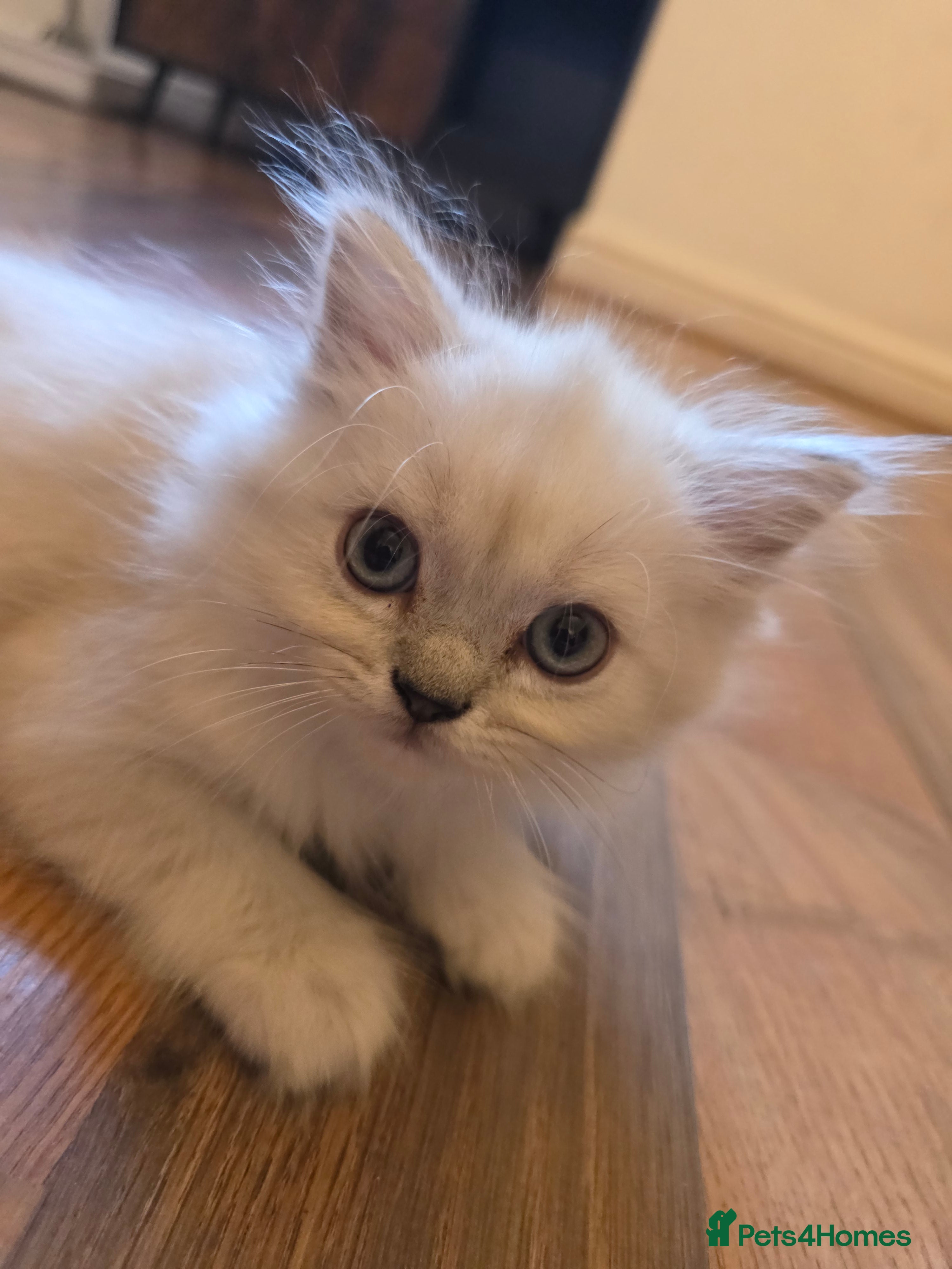 Persian cats Beautiful dollface persian chinchilla kittens  - Advert 2