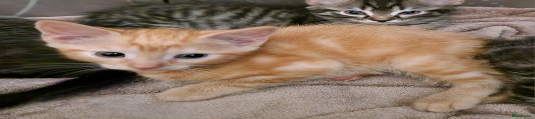 Mixed Breed Kitten 1