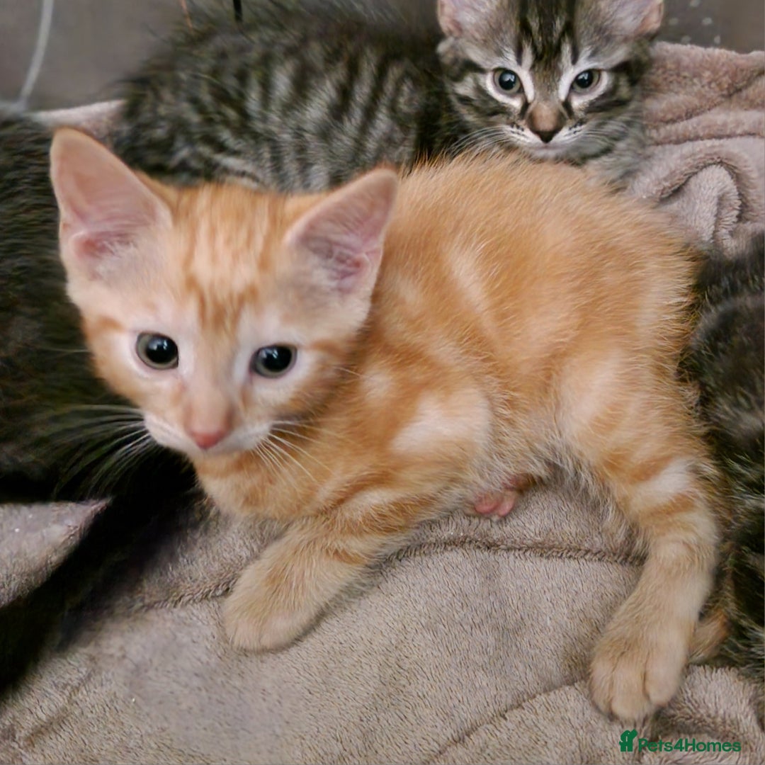 Mixed Breed cats for sale: Gorgeous Bundle Of Fluffy Kittens - Image 6