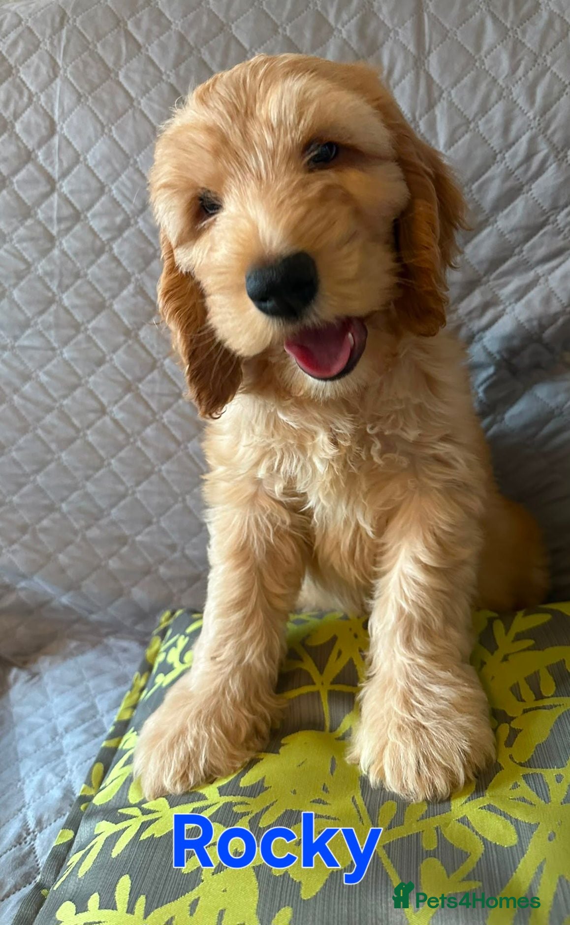 Australian Labradoodle dogs Australian Labradoodle-Medium-sized  - Advert 5