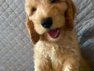 Australian Labradoodle dogs Australian Labradoodle-Medium-sized - Advert 5