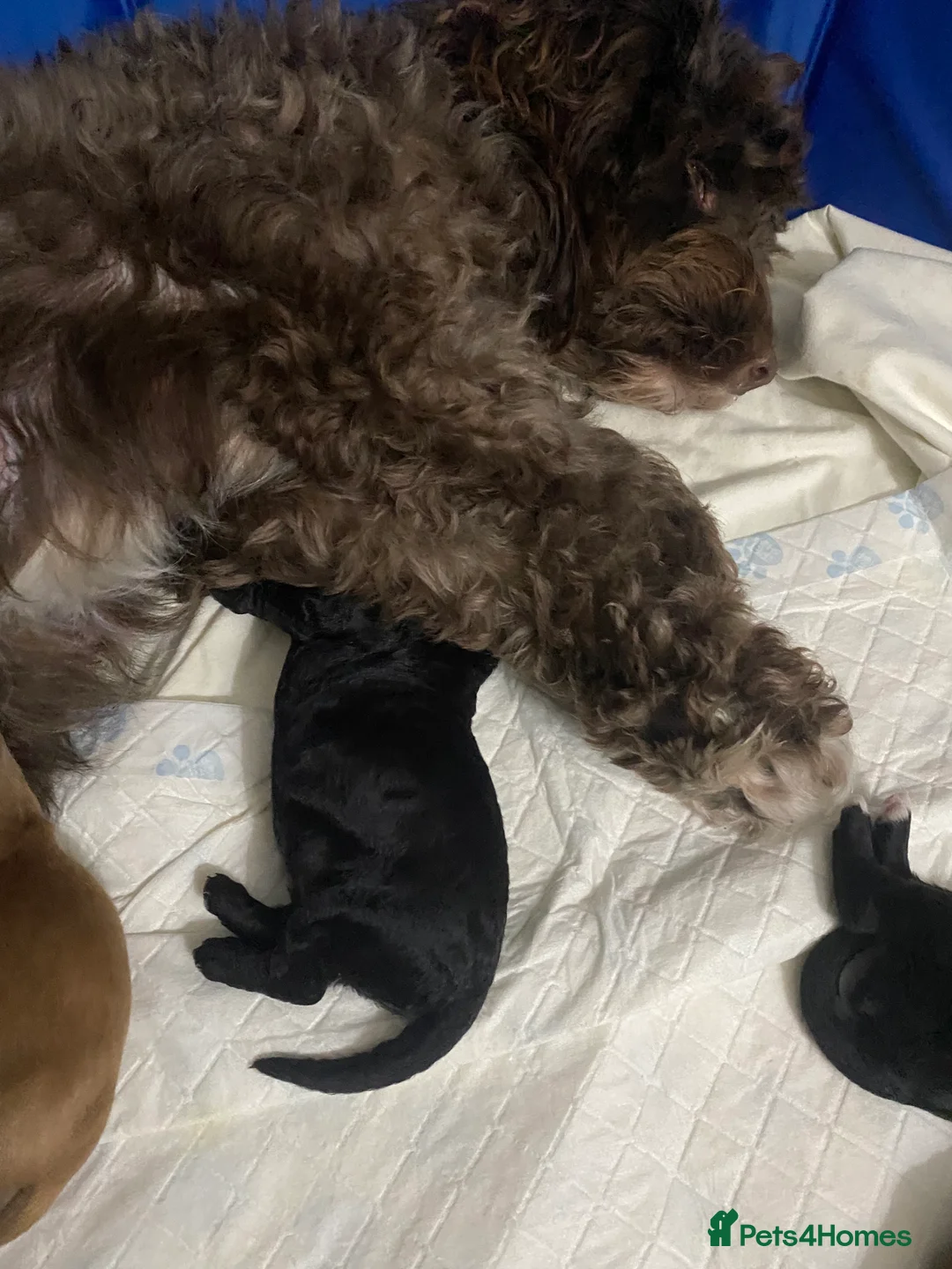 Cockapoo dogs for sale: 5 beautiful cockapoo puppies  - Advert 5