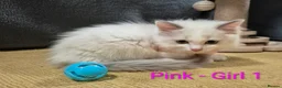 Ragdoll cats for sale: 😻 Ragdoll Kitten 😻 - Advert 5