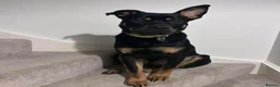 Mixed Breed dogs for sale: German Shepherd x Rottweiler x Pocket Bully in Bristol - Advert 4