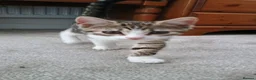 Domestic Shorthair cats for sale: A brown tabby and white coat pattern  in Bilston - Advert 7
