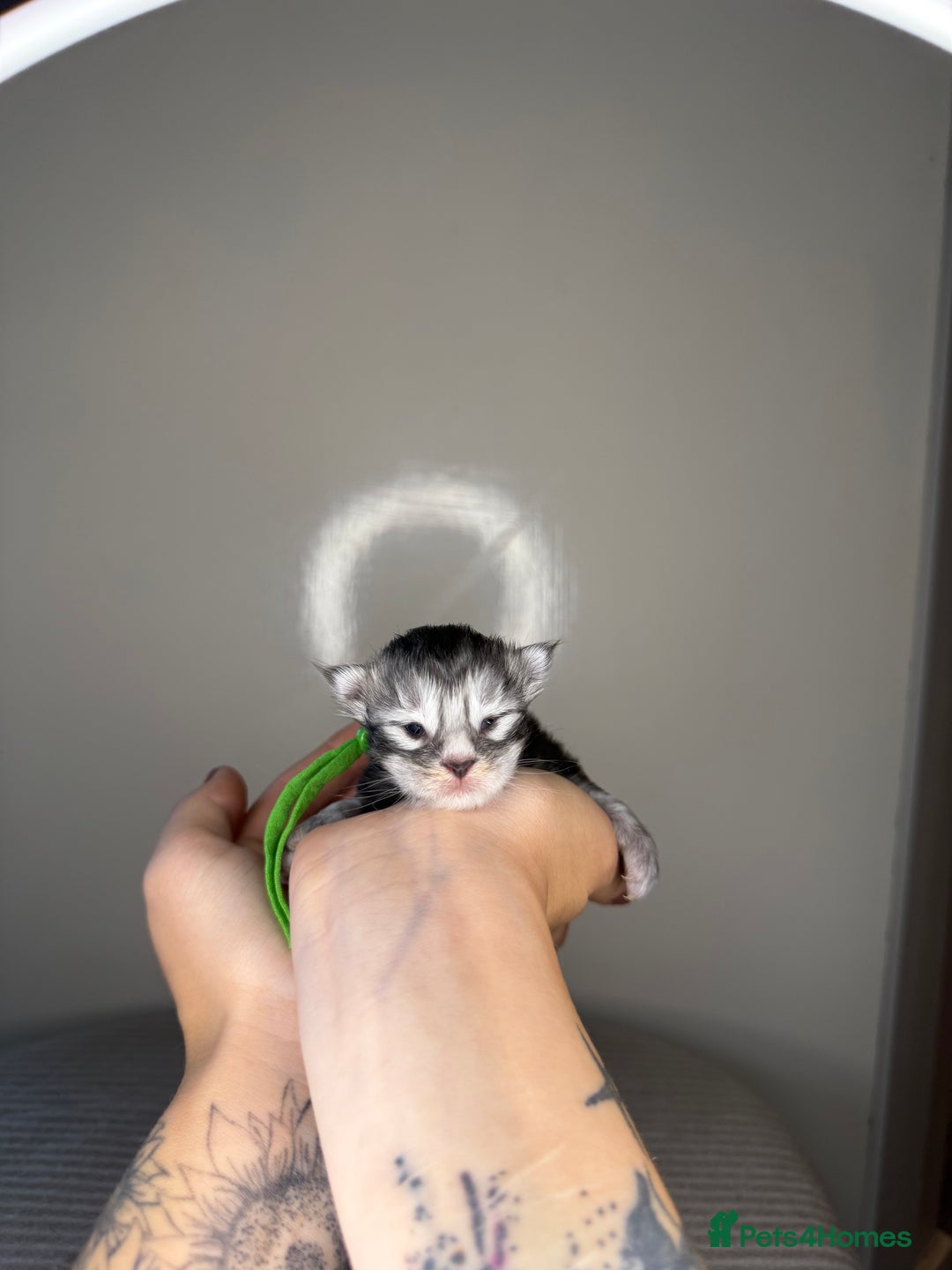 Maine Coon cats for sale: XL Russian maine coon kittens  in Market Rasen - Image 14