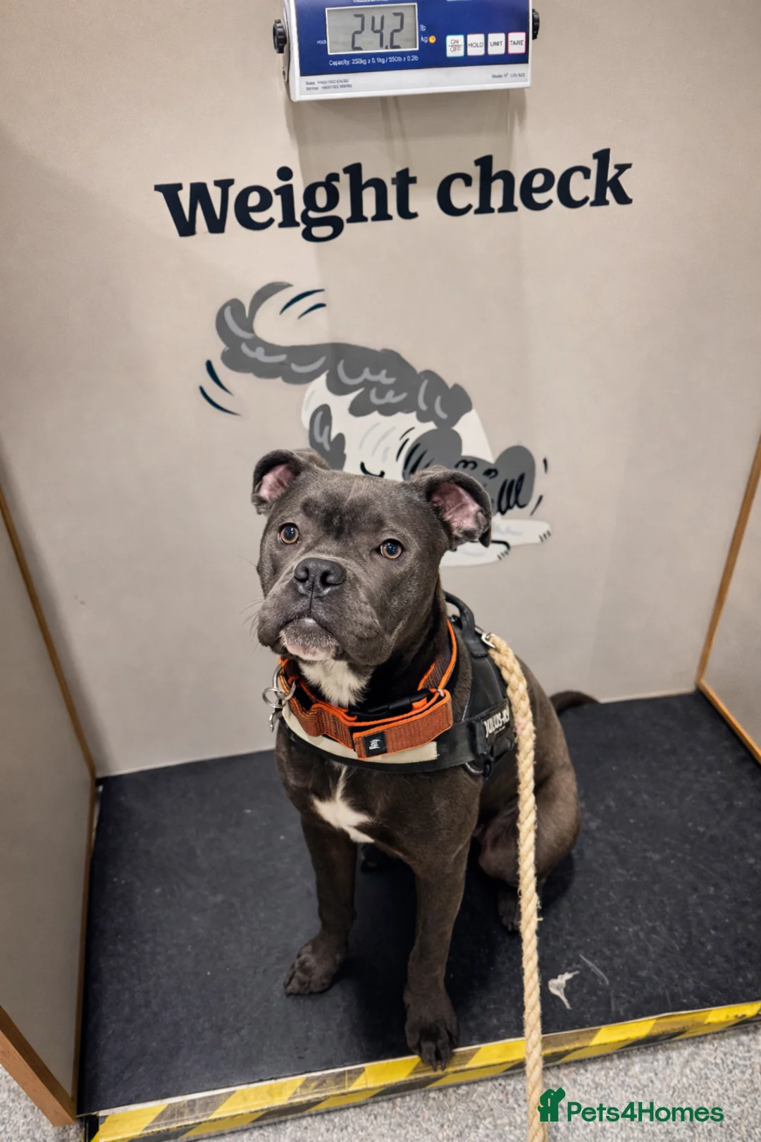 Mixed Breed dogs for sale: Cane Corso  - Advert 5