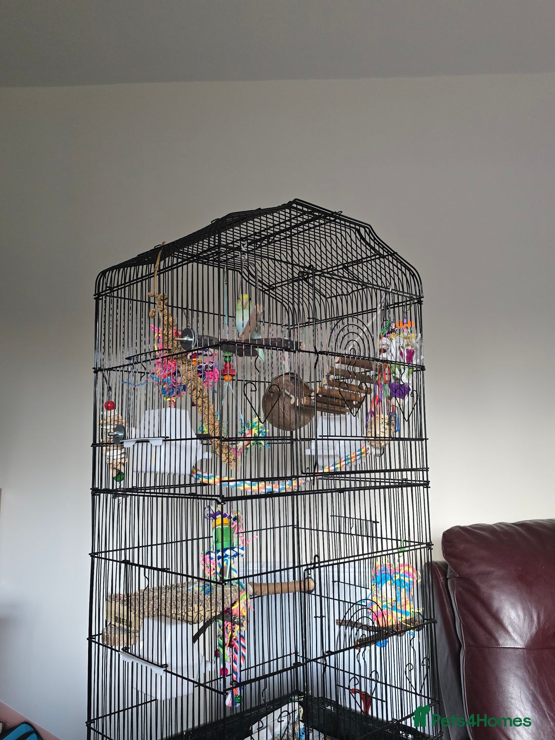 Parakeets birds for sale: Parrotlet - Advert 4