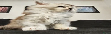 Maine Coon 2 Bonzo Bunny