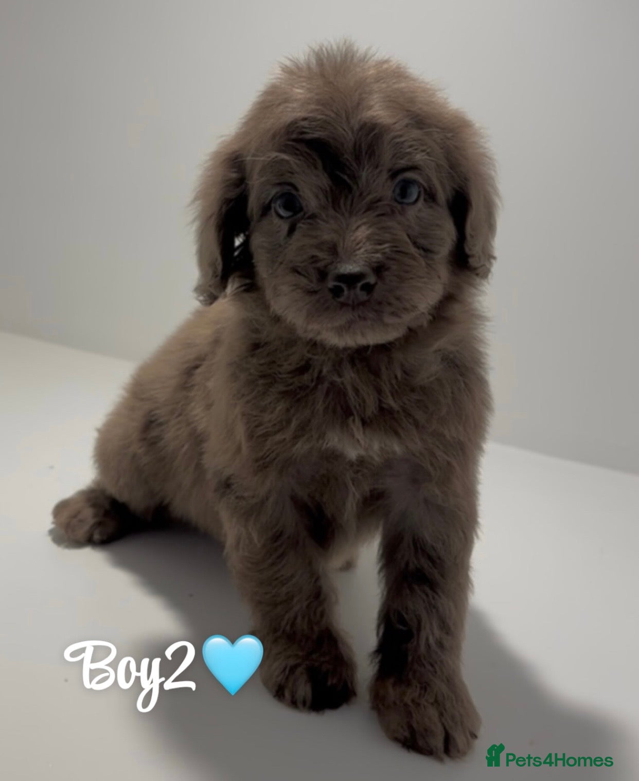 Cockapoo dogs Cockapoo puppies  - Advert 14