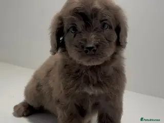 Cockapoo dogs Cockapoo puppies - Advert 14