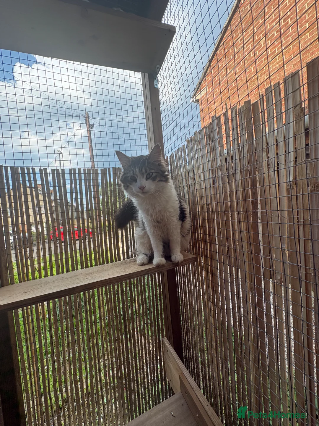 Maine Coon cats for sale: Maine coon boy - Advert 2