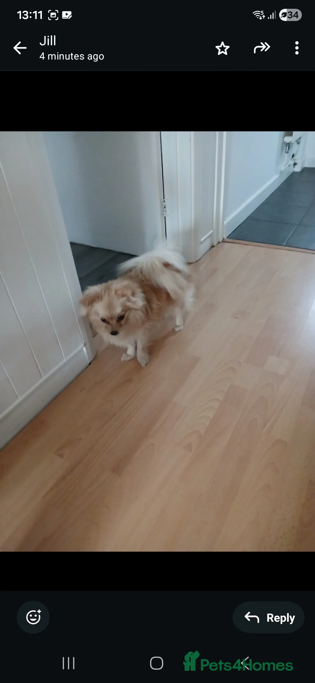 Pomchi dogs for sale: Pomchi  - Advert 5