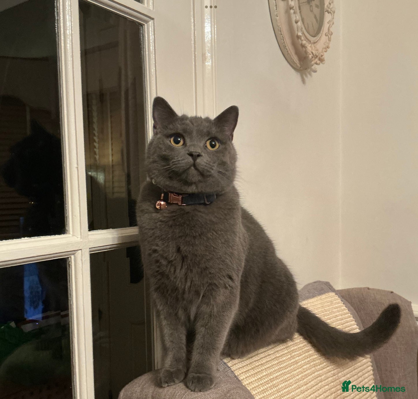 British Shorthair cats British Shorthair (Blue/Grey) – Loving Home Wanted - Advert 1