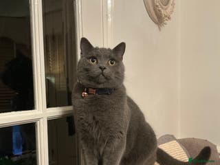 British Shorthair cats Has now been reserved - British Shorthair - Advert 13