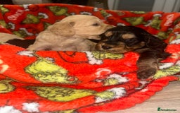 Cockapoo dogs for sale: F1 cockapoo puppies  - Image 9