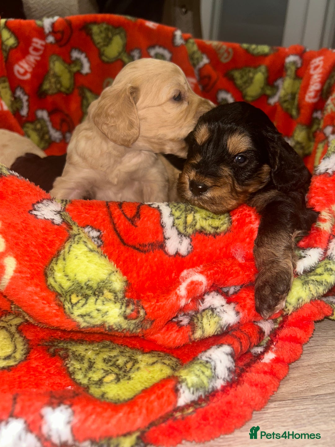 Cockapoo dogs for sale: F1 cockapoo puppies  - Image 9