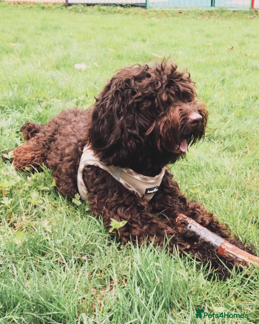 Cockapoo dogs for stud: COCKAPOO STUD PROVEN .  - Advert 4