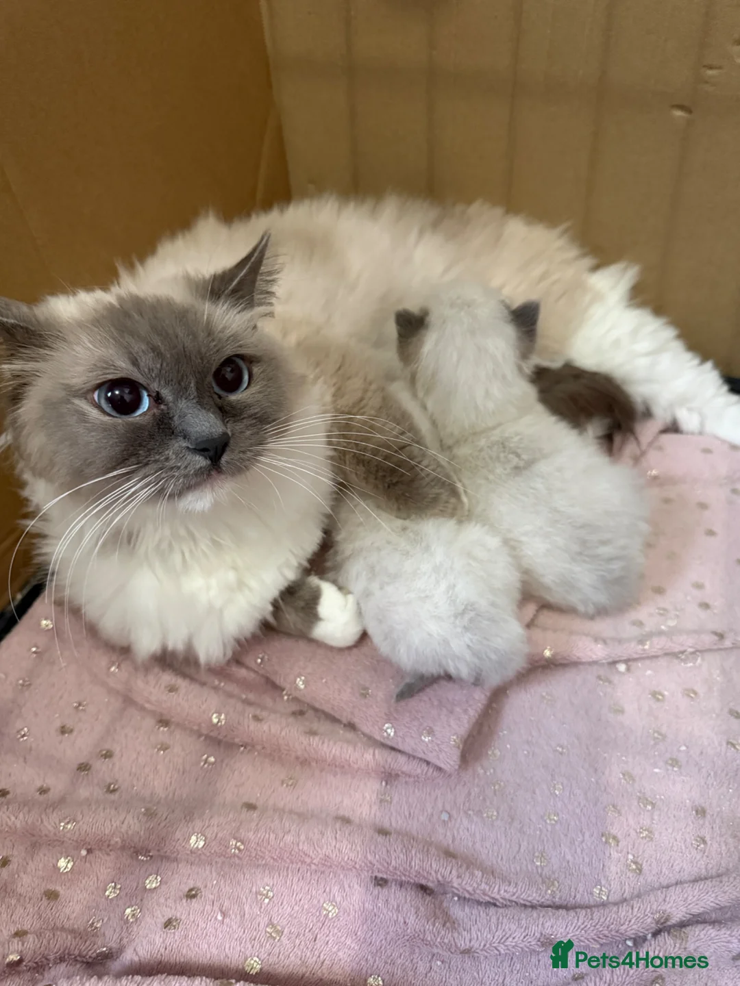 Ragdoll cats for sale: Full breed Ragdoll kittens  - Advert 1
