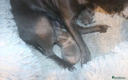 Staffordshire Bull Terrier dogs for sale: pure blue Staffordshire bull terriers - Image 6