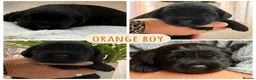 Mixed Breed dogs for sale: Beautiful double doodle puppies in Tredegar - Advert 21