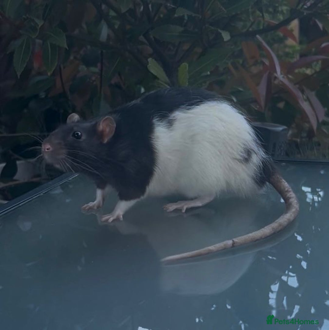 Rat rodents for sale: A perfect little boy rat  - Advert 2