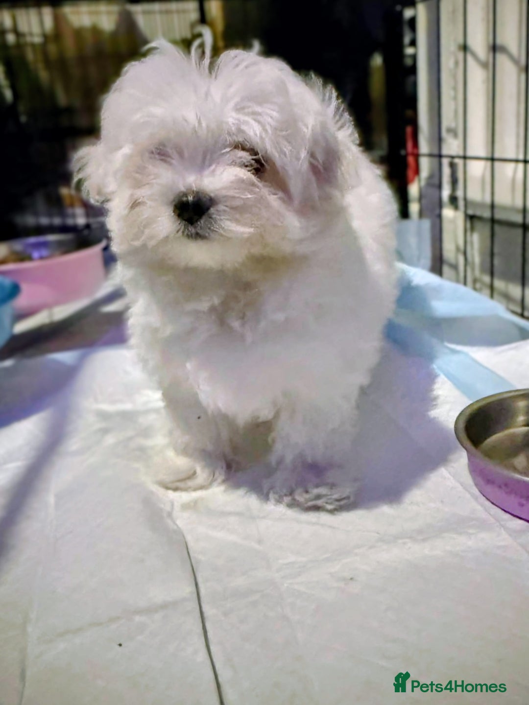 Maltese dogs for sale: Maltese Puppies – Hypoallergenic – Available 19/12 - Advert 5