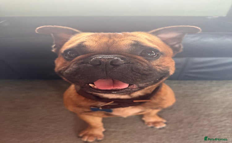 French Bulldog dogs - Advert 1