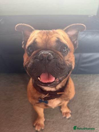 French Bulldog dogs - Advert 4