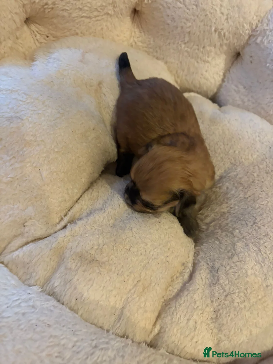 Havanese dogs for sale: Beautiful Havanese puppies - Advert 15