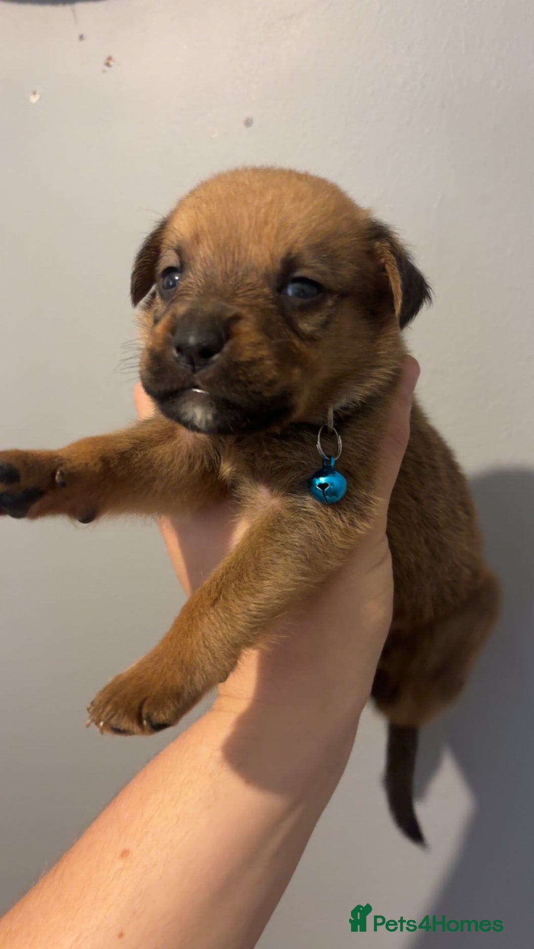 Mixed Breed dogs for sale: Boxwillers - Image 5
